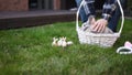 Little Bunny near Decorated Easter Eggs on grass. Easter holidays concept.