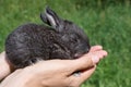 Little Bunny on the open hands of man against