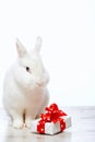 Little bunny sitting by the cupcake Royalty Free Stock Photo