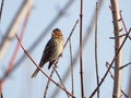 Little Bunting in the trees