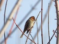 Little Bunting in the trees