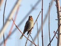 Little Bunting in the trees