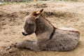 The little burro. Donkey.