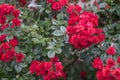 little bush of red rose