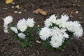 Little bush of white spoon Chrysanthemums in bloom Royalty Free Stock Photo