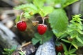 Little bush of wild red strawberry in a forest mountain,late spring.