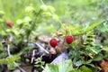 Little bush of wild red strawberry in a forest mountain,late spring.