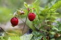 Little bush of wild red strawberry in a forest mountain,late spring.