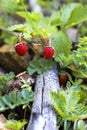 Little bush of wild red strawberry in a forest mountain,late spring.