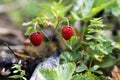 Little bush of wild red strawberry in a forest mountain,late spring.