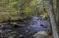 Little Bushkill Creek flowing through the woods