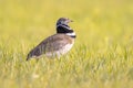 Little Bustard displaying in Grassland