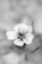 Little buttercup flower (Ranunculus) Royalty Free Stock Photo