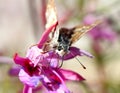 Little butterfly Royalty Free Stock Photo