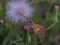 Little butterfly absorb some sweet from flowers