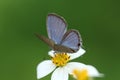 Little butterfly close-up in Hong Kong