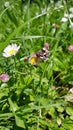 Little butterfly on a flower