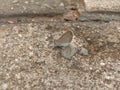 Little butterfly on the ground looks similar Royalty Free Stock Photo