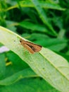 Little butterfly leaf and blue background and beautiful and beauty and nature and green leaf