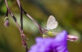 Little butterfly purple flower Royalty Free Stock Photo