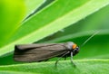 Little butterfly Red-necked footman