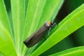 Little butterfly Red-necked footman