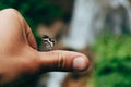 Little butterfly at mans hand pov Royalty Free Stock Photo