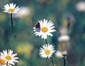 little butterfly sitting on a Daisy flower on a summer