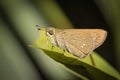 Little butterfly Royalty Free Stock Photo