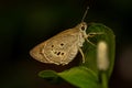 Little butterfly Royalty Free Stock Photo