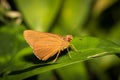 Little butterfly Royalty Free Stock Photo