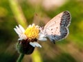 Little butterfly suck nectar galinsoga flower Royalty Free Stock Photo