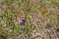 Little butterfly on a violet flower in a meadow on a sunny summer day