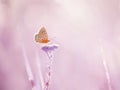 Little butterfly on a yarrow flower in a meadow. Artistic tender photo.