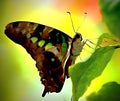 Little buttrefly on green leaf.A swallowtail buttrefly on leaf. Royalty Free Stock Photo