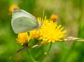 Little Cabbage White butterfly on a flower