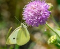 Little Cabbage White butterfly on thistle