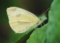 Little Cabbage White. Detailed close-up of the butterfly.