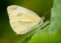 Little Cabbage White. Detailed close-up of the butterfly.