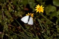 Little cabbage white on a flower