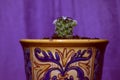 Little cactus in a beautiful pot, with a ring above