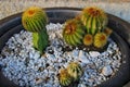 Little cactus in a flowerpot Royalty Free Stock Photo