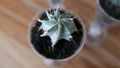 Little Cactus in the glass Royalty Free Stock Photo