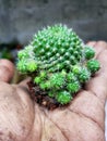 Little cactus green
