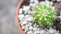 Little cactus in pot top view