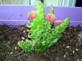 Little cactus with red flowers