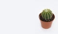 Little Cactus on white background. Green home plants in flower pot. Horizontal photo.