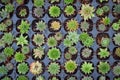 Little Cactuses at a greenhouse Royalty Free Stock Photo