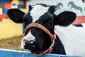 Little calf in corral at ranch farm, cub calf, dairy, farming. Royalty Free Stock Photo