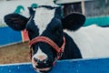 Little calf in corral at ranch farm, cub calf, dairy, farming. Royalty Free Stock Photo